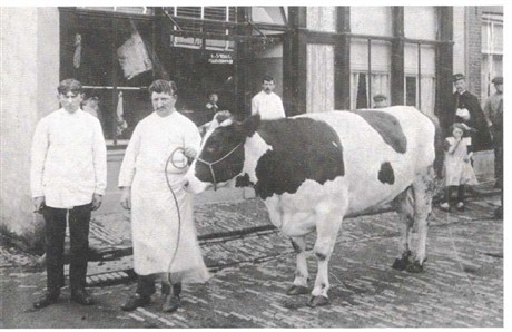 Marcus van Spier met slachtvee, 1916