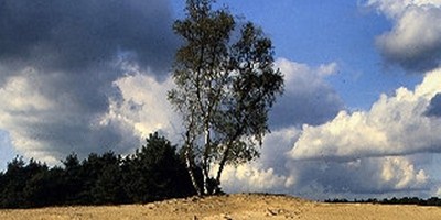 Veluwe