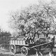 Fruitoogst met paard en wagen. © Foto HKB