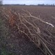 Buigen, leggen, knikken, vlechten. Deze technieken werden in januari 2015 toegepast op deze maasheg aan de Herreweg in Balgoij. © Stichting Maasheggen Balgoy